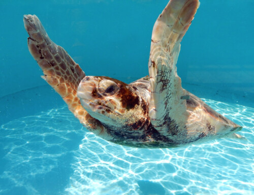 Loggerhead Marinelife Center: Sea Turtle Conservation in Juno Beach, Florida