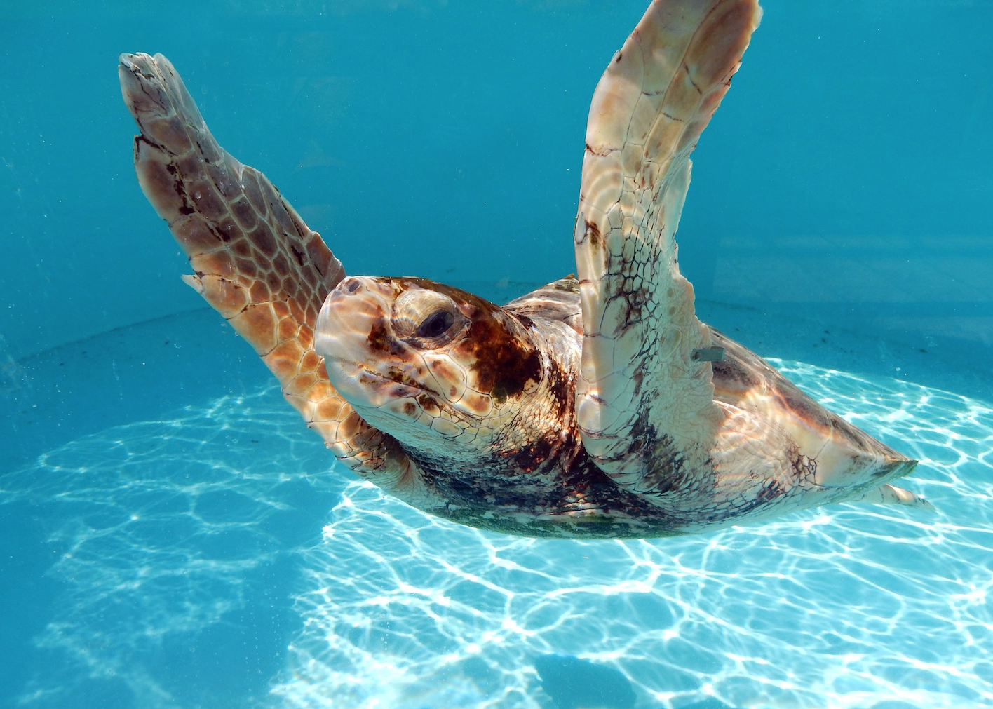Loggerhead Marinelife Center, sea turtle rescue in Juno Beach, Florida