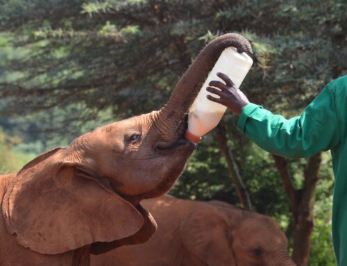 Visiting Kenya’s Sheldrick Wildlife Trust: Meet the Elephant Orphans