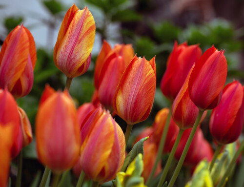 West Side Community Garden’s Tulip Festival: A Macro Photography Perspective
