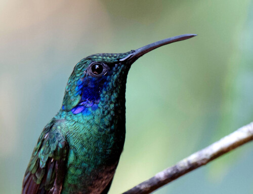 Costa Rica Road Trip Part 3: Exploring Monteverde’s Enchanting Cloud Forest