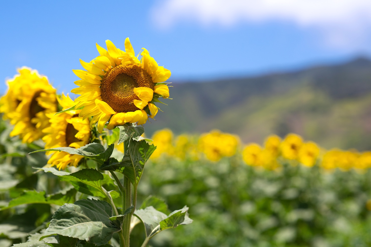 Sunflower Field in Maui, Hawaii | © MayaRose Creative