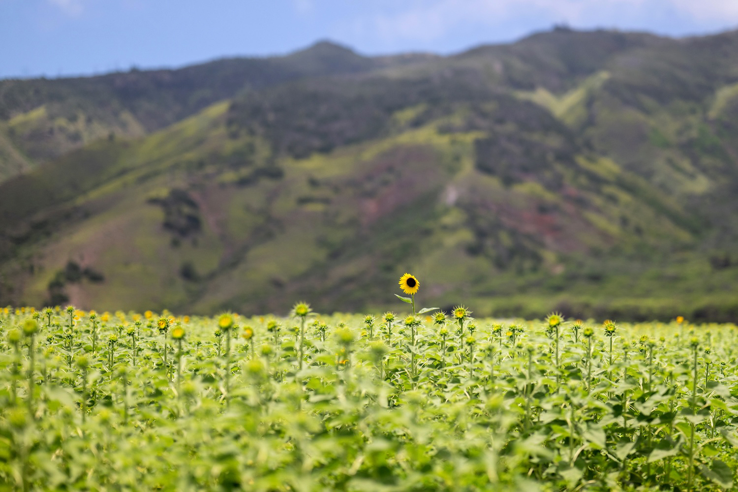 Sunflower Field in Maui, Hawaii | © MayaRose Creative