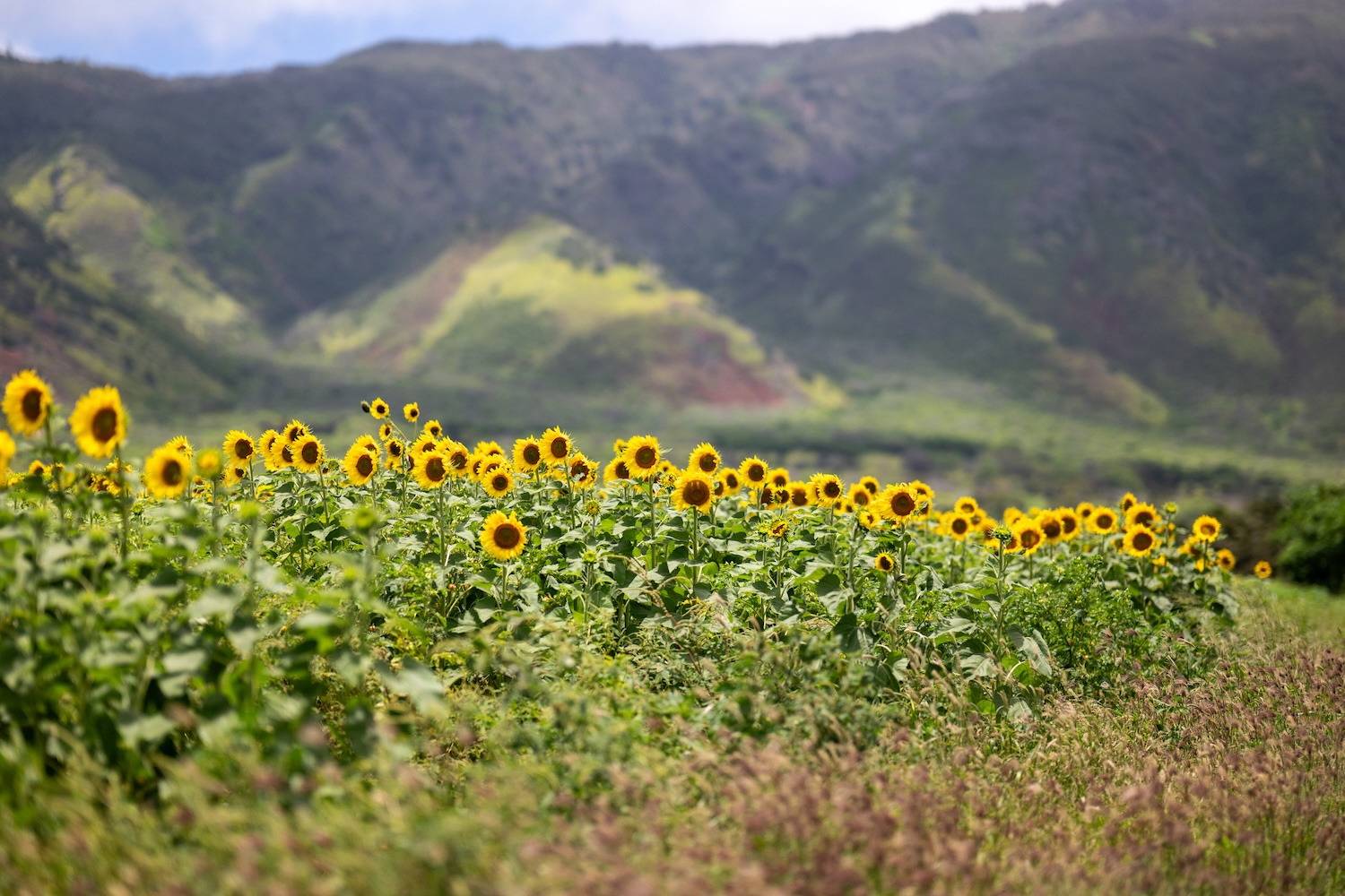 Sunflower Field in Maui, Hawaii | © MayaRose Creative