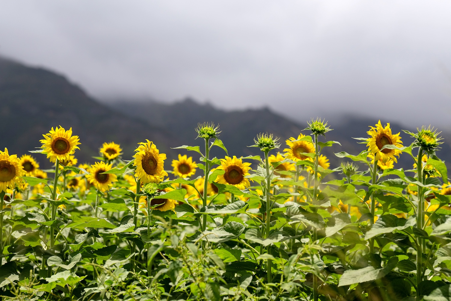Sunflower Field in Maui, Hawaii | © MayaRose Creative